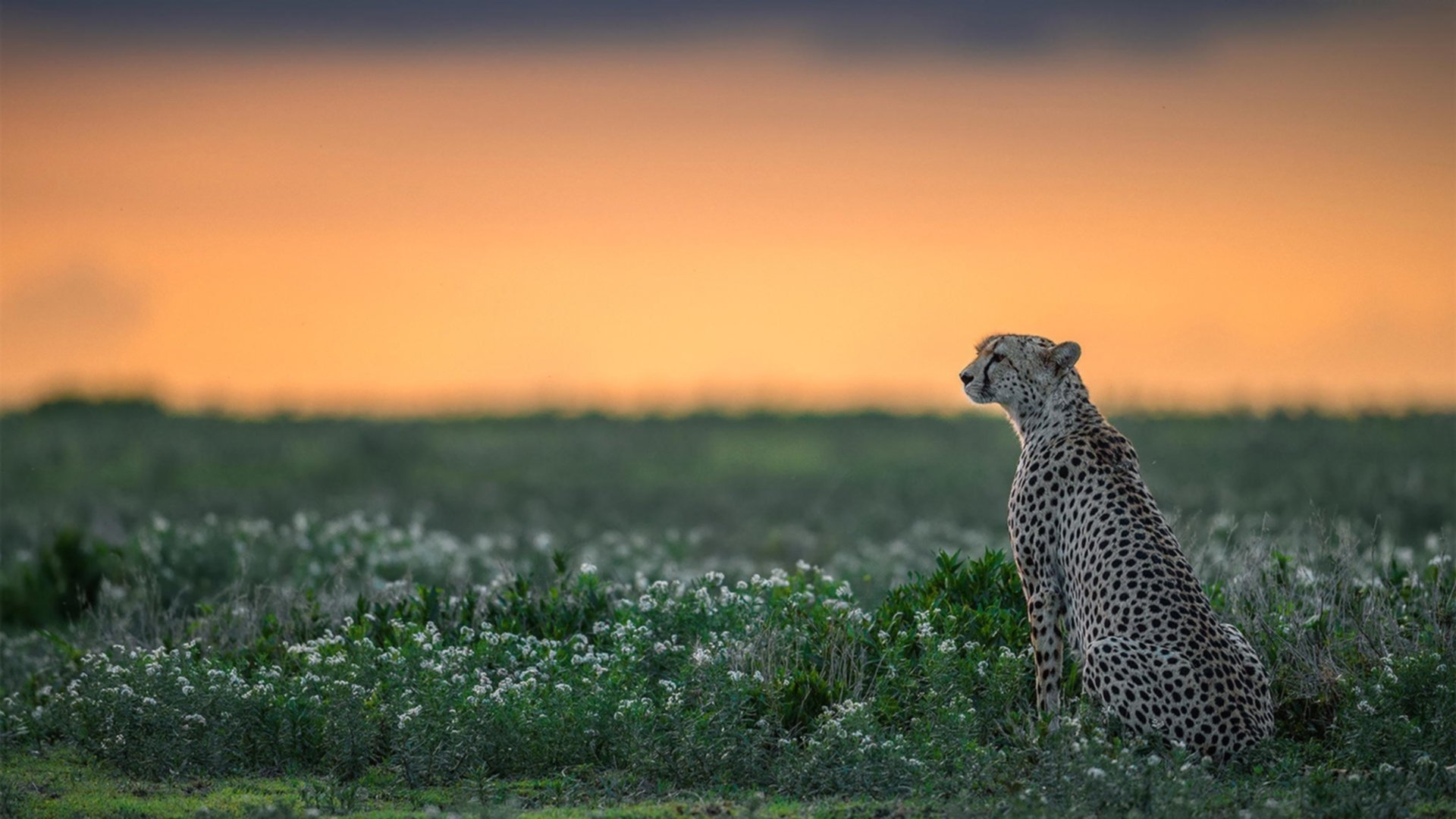 赛道魔术师,当英格拉姆在巴林直道接管比赛
