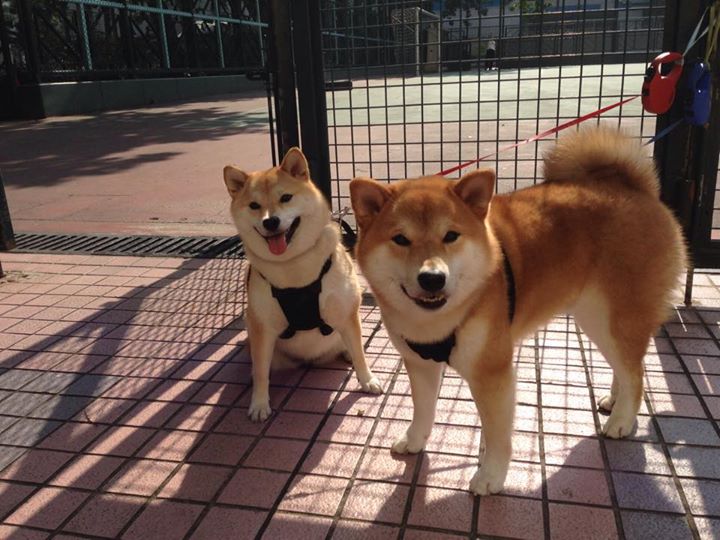 开云体育官网-意甲焦点战外的跨界风暴，美国如何击败塞维利亚