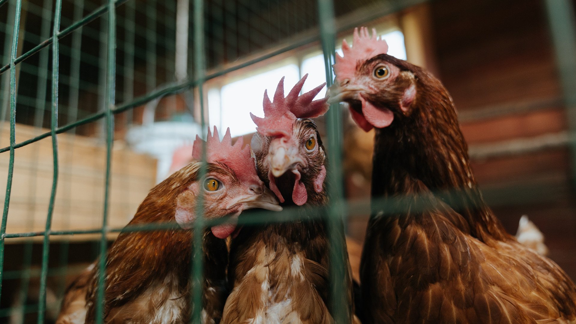 淬火之战，在摩纳哥的疾风骤雨中，巴斯托尼完成了从球星到巨星的蜕变