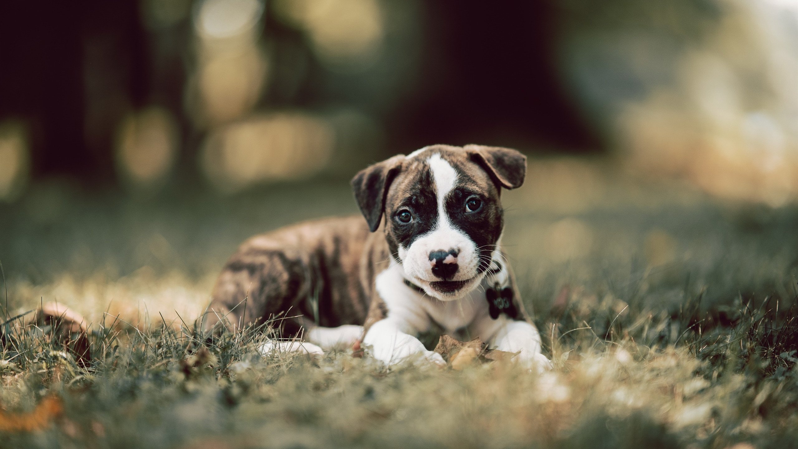 开云体育app-微光与巨幕，当法比尼奥遇见巴萨的巴西之夜