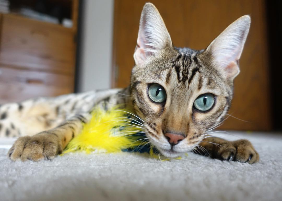 开云体育APP下载-唯一的英雄，从快船硬仗到世界杯焦点