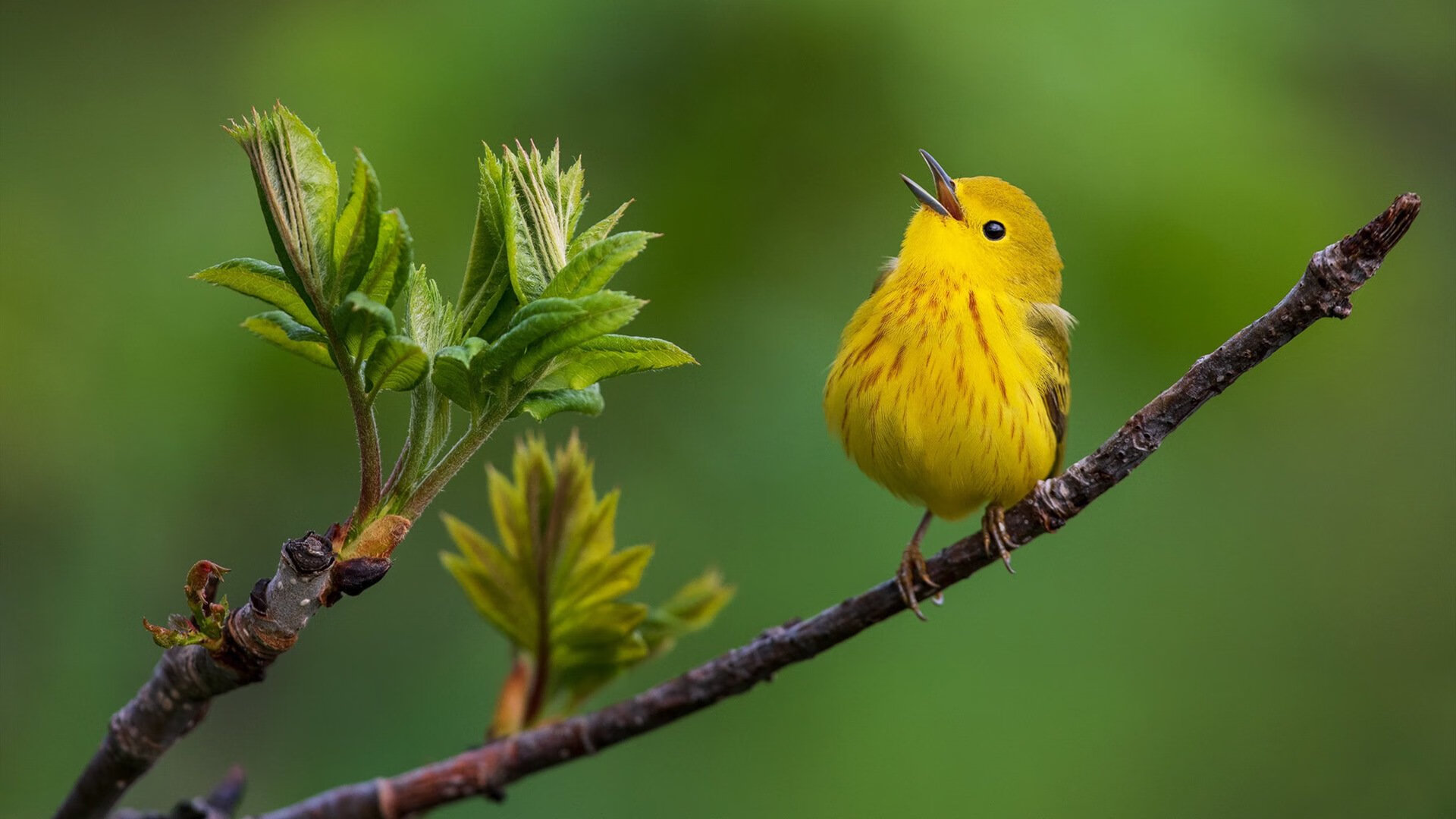 开云sport-跨越大洋的足球之舞，尼罗河之狮对决安第斯神鹰