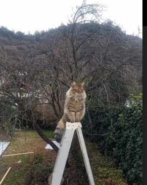 冰与火之歌，恩比德的救赎之夜与爵士队的冷静收割