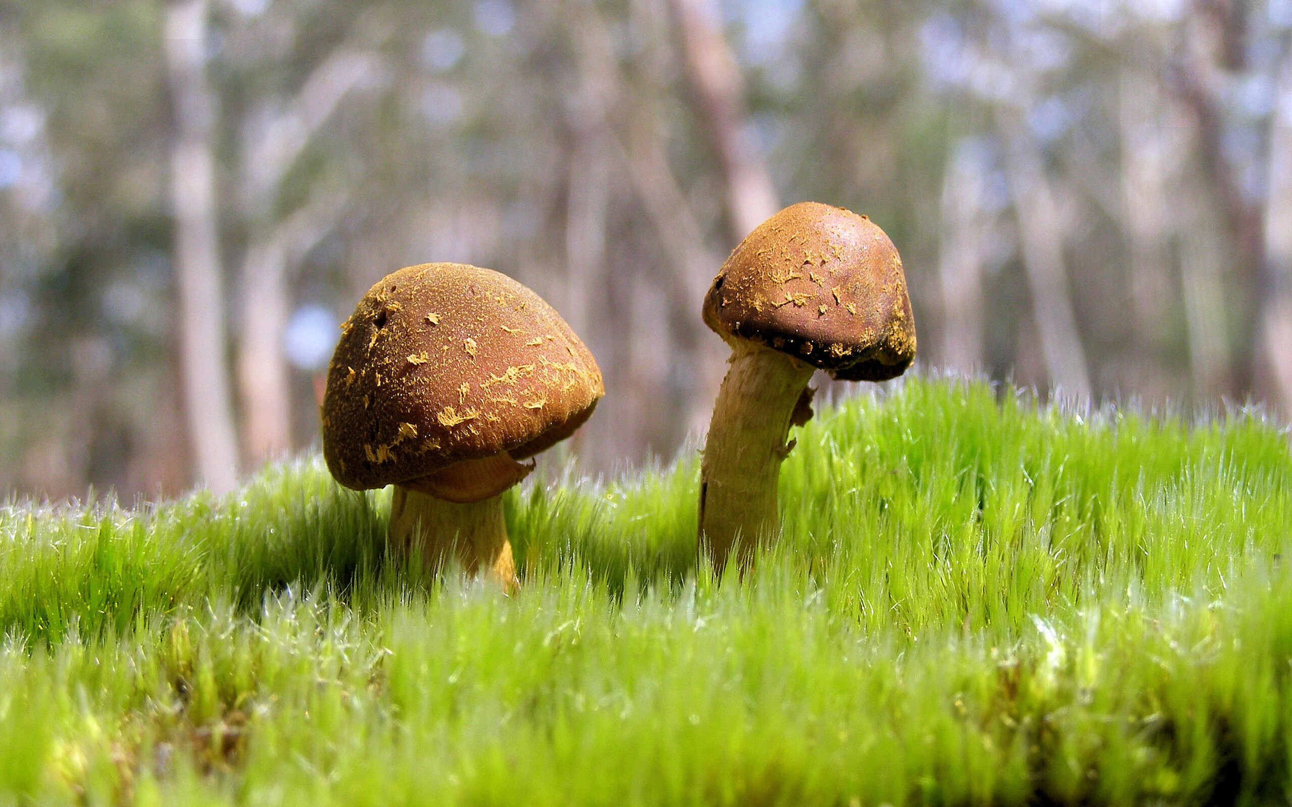 顶层巨星与团队洪流，两种赢球模式的时代对话