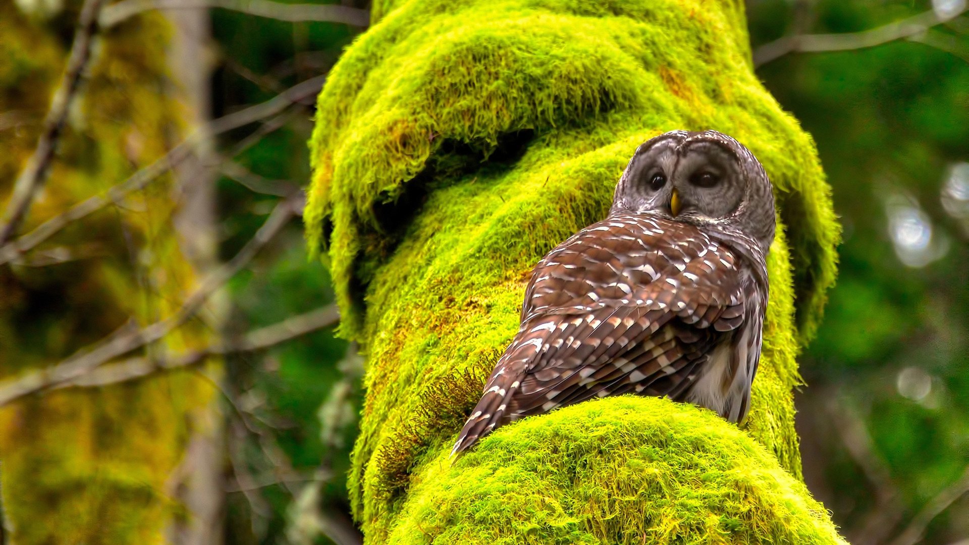 开云体育官网-双线传奇，加时鏖战与抢七封神，今夜英雄跨越山海