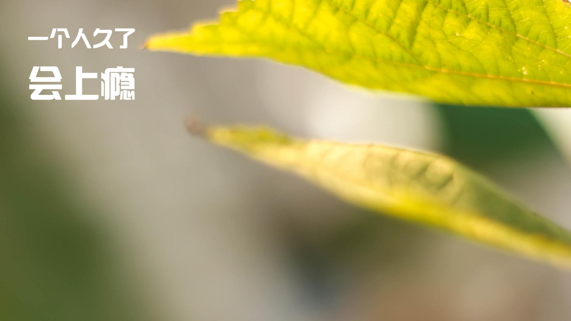 当疯狂撕裂体系,小贾伦的47分让深圳队在颤抖中学习