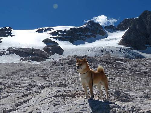 开云体育中国-当东北虎遇上布鲁克林，一场虚拟巅峰对决中，保罗如何用17次助攻撕碎篮网防守体系