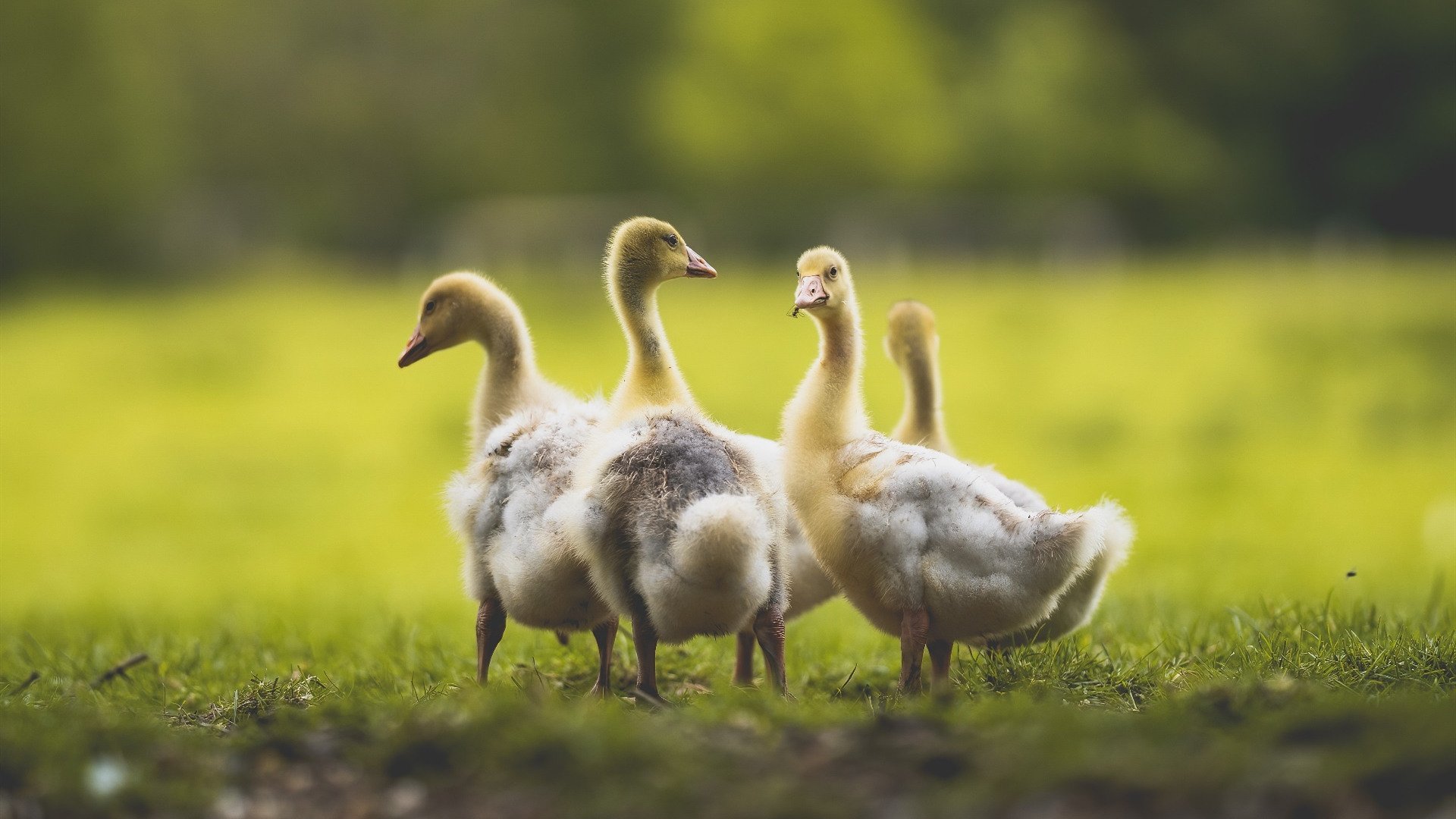 铁幕降临!火箭窒息防守绞杀尼克斯,贝恩一手导演16分翻盘