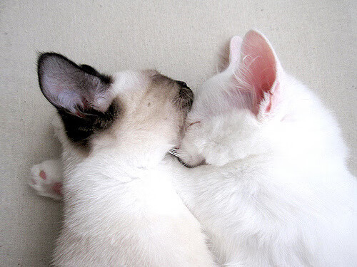 开云体育平台APP-意甲焦点战引爆转会市场，里昂闪电签下丹麦新星