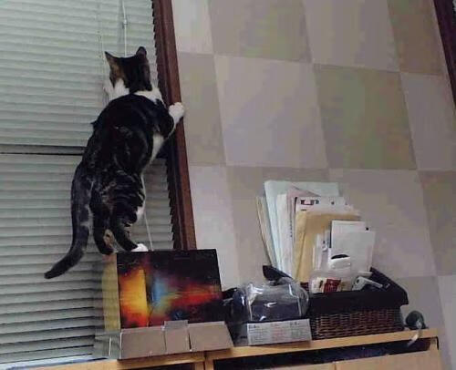 开云体育中国-孤鹰掠阵，当猛龙的利爪遇上最冷的刀