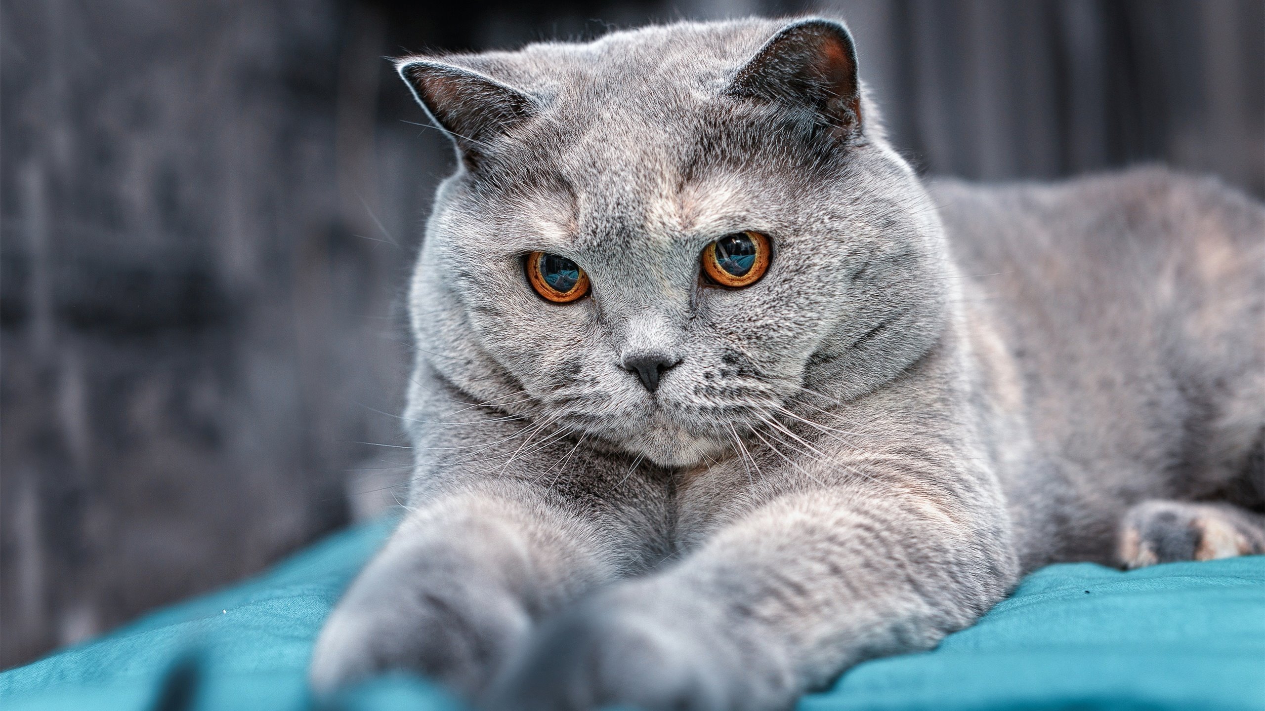 开云体育登录-绝杀时刻，从德甲争冠到CBA赛场，决胜瞬间的体育哲学