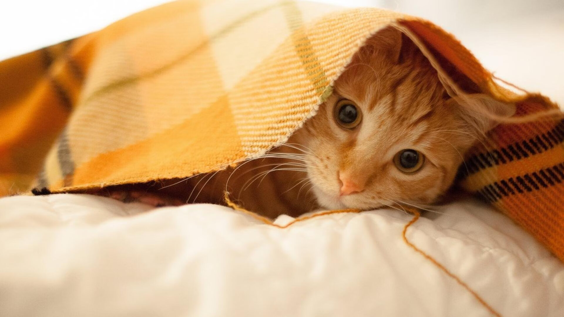 法兰西铁腕与伦敦迷雾，一场3:0完胜背后的战术交响—格列兹曼无声掌控，格纳布里锋芒统治