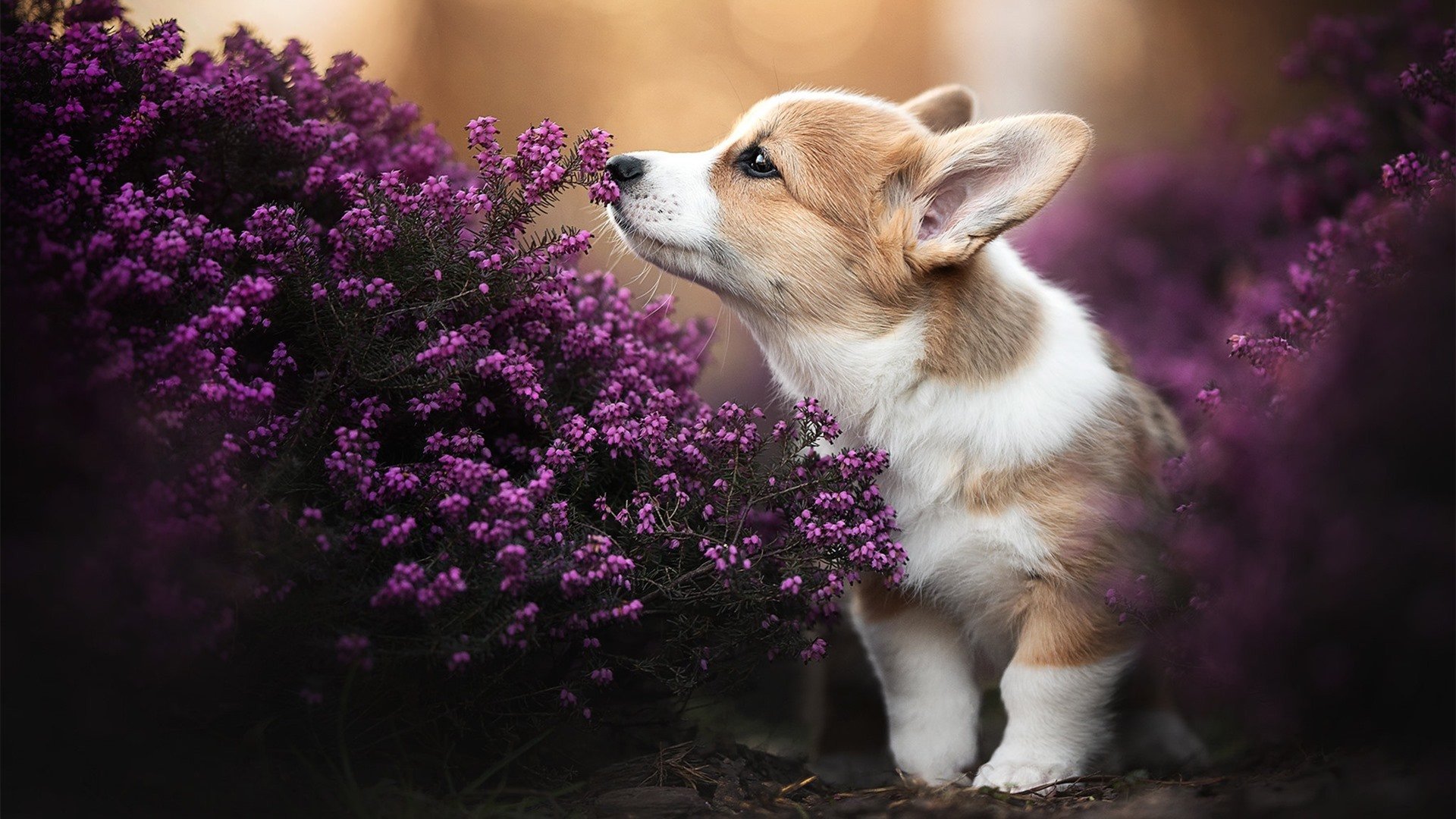 开云体育在线-迪巴拉爆发与韩国争冠战胜日本，一场横跨东西半球的精神回响