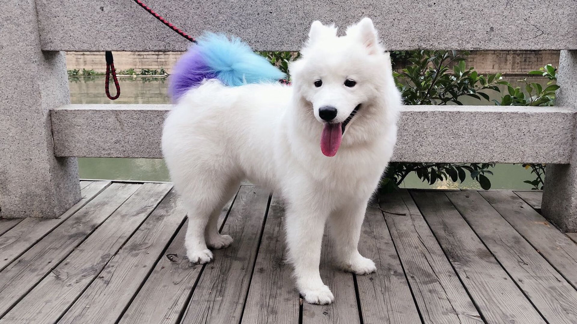 篮球场上的引力法则，班凯罗的舞台与太阳的穿透艺术