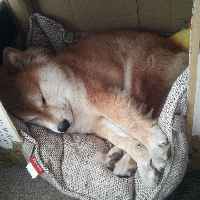 跨越大洋的篮球之火，当NBA新星英格拉姆在CBA赛场上空绽放